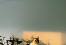 Drakenbloedboom: de stoere binnenplant voor een groene touch in je interieur!