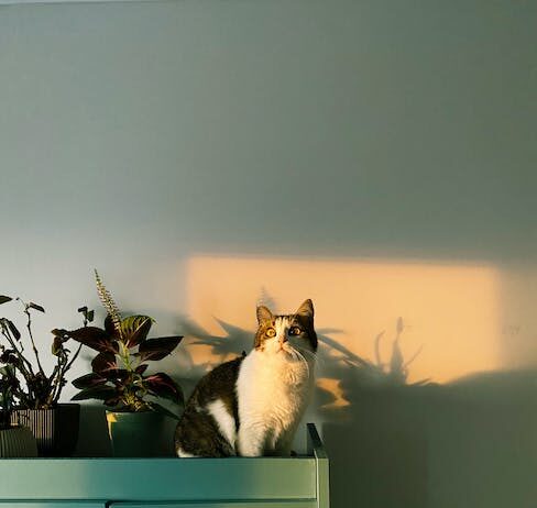Drakenbloedboom: de stoere binnenplant voor een groene touch in je interieur!
