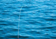 De ultieme uitrusting voor wedstrijdvissen: van fishfinders tot reel hengels