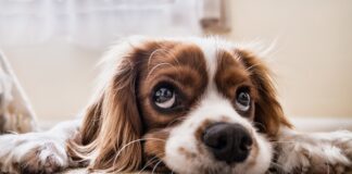 CBD: niet alleen voor mensen, maar ook voor huisdieren!