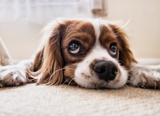 CBD: niet alleen voor mensen, maar ook voor huisdieren!