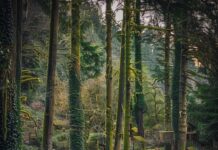 Het oude bos en zijn rijke biodiversiteit