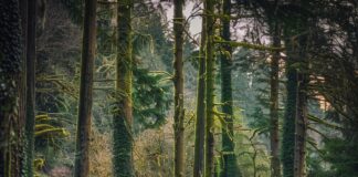 Het oude bos en zijn rijke biodiversiteit