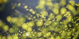 Biodiesel: de toekomst van duurzame mobiliteit en transport