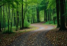 Wandelen door terhorsterzand en mariapeel: natuur en rust