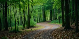 Wandelen door terhorsterzand en mariapeel: natuur en rust